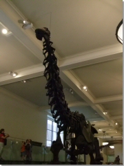 首が長い恐竜