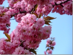 八重桜？